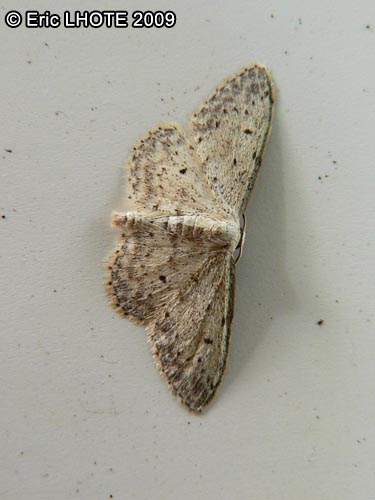 chenilles-papillons-50.jpg