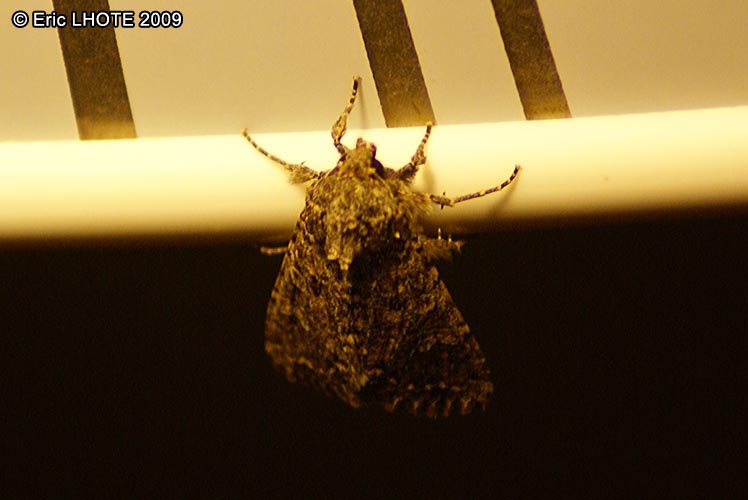 chenilles-papillons-55.jpg