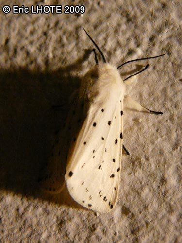 chenilles-papillons-56.jpg