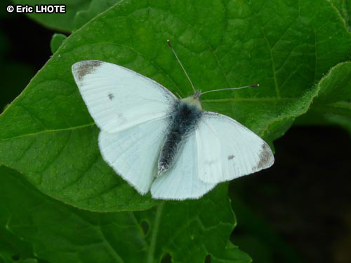 chenilles-papillons-59.jpg