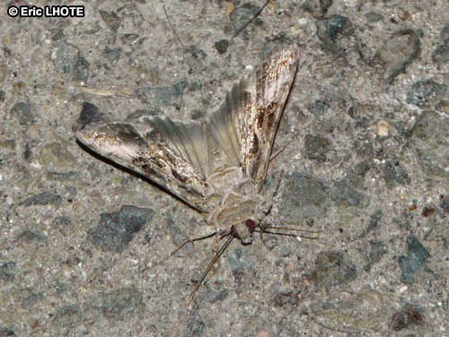 chenilles-papillons-60.jpg