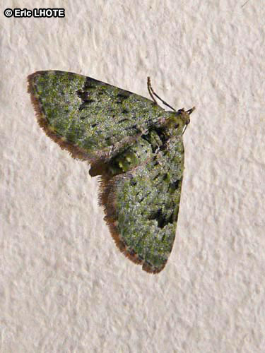 chenilles-papillons-62.jpg