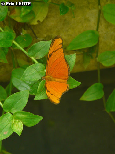 chenilles-papillons-67.jpg