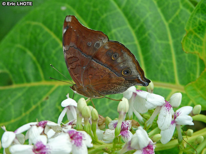 chenilles-papillons-7.jpg