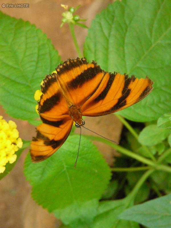 chenilles-papillons-84.jpg