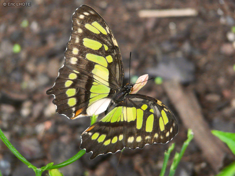 chenilles-papillons-88.jpg