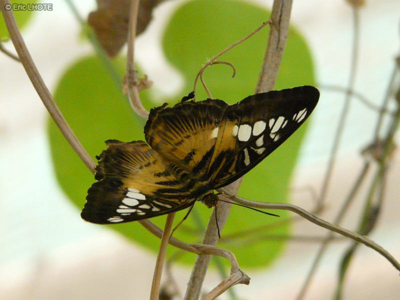 chenilles-papillons-89.jpg