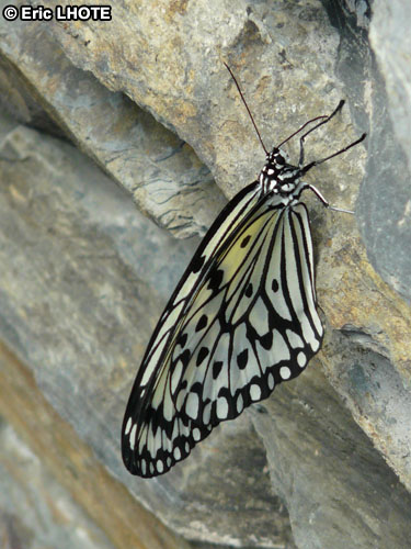 chenilles-papillons-9.jpg