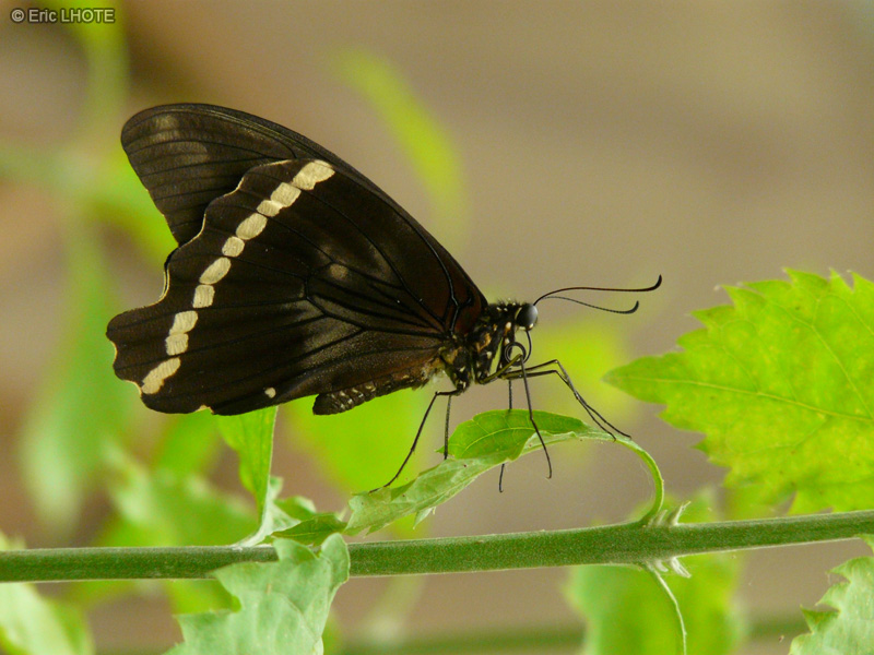 chenilles-papillons-92.jpg