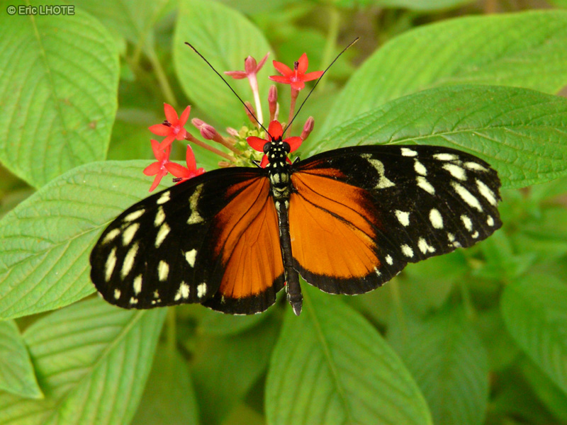 chenilles-papillons-98.jpg