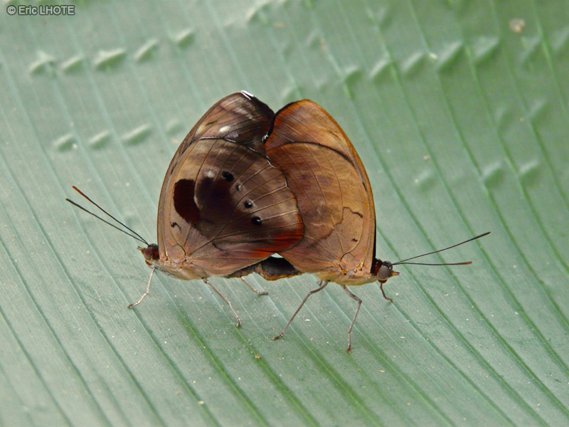 chenilles-papillons-99.jpg