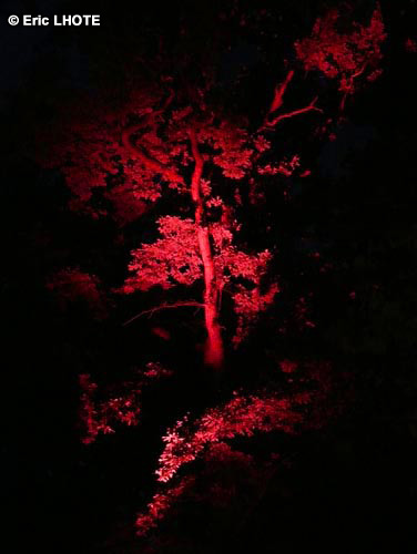 Ã©clairage dans un arbre