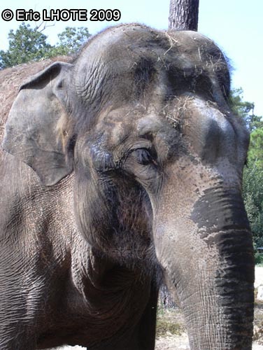 Ã©lÃ©phant