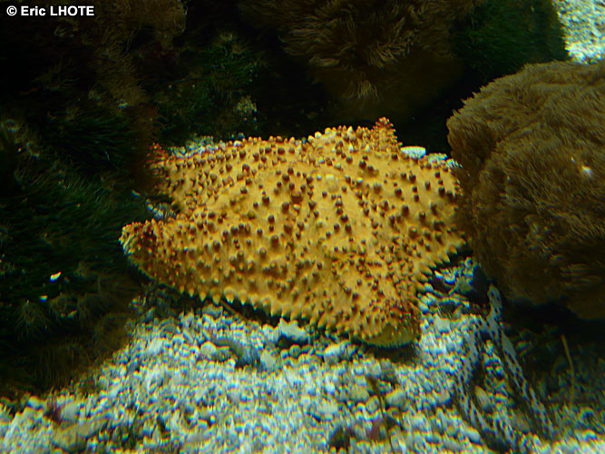 Ã©toile de mer