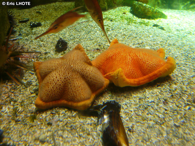 Ã©toile de mer