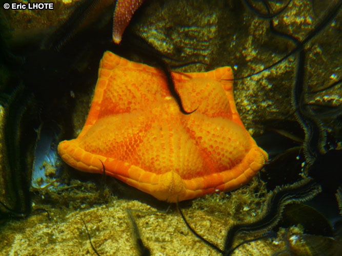 Ã©toile de mer
