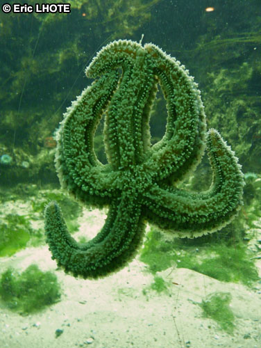 Ã©toile de mer