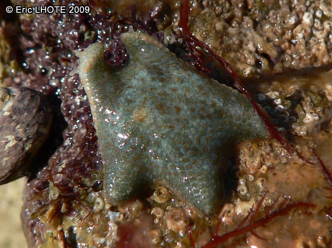 Ã©toile de mer