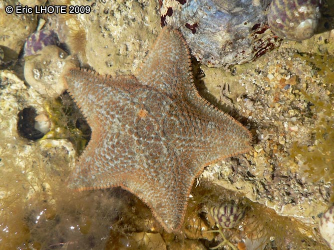 Ã©toile de mer