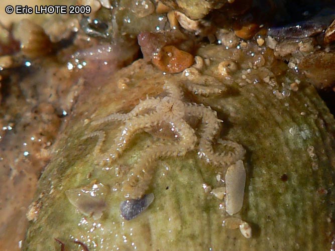 Ã©toile de mer