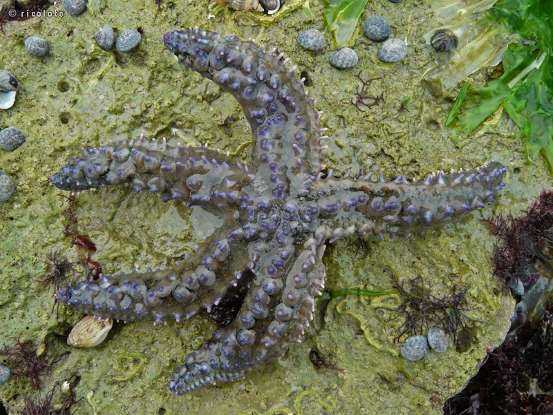 Ã©toile de mer