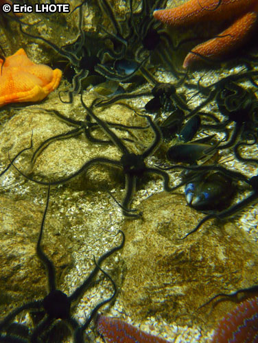Ã©toiles de mer
