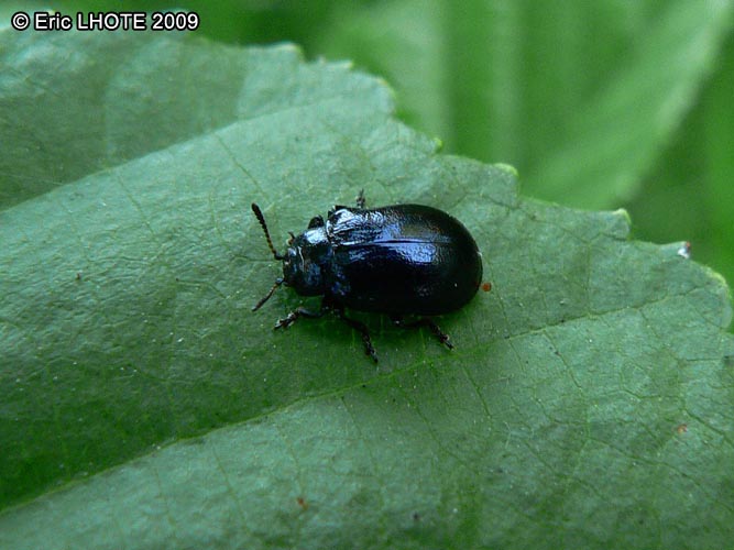 insectes-arthropodes-104.jpg