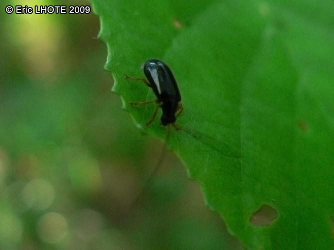 insectes-arthropodes-106.jpg