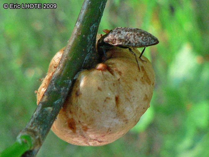 insectes-arthropodes-107.jpg