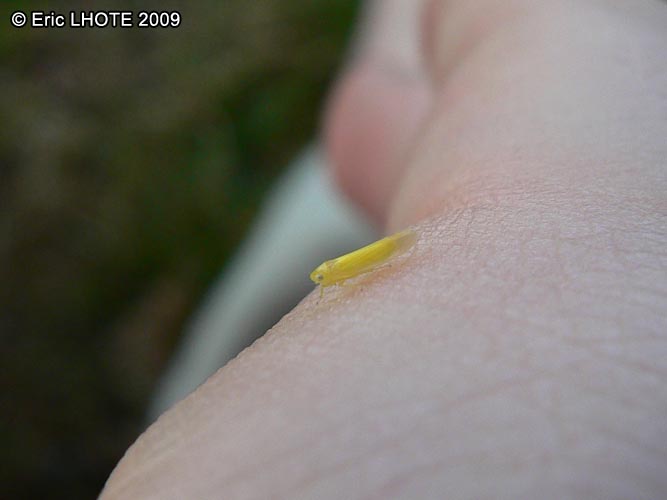 insectes-arthropodes-109.jpg