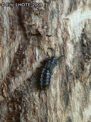 insectes-arthropodes-110.jpg
