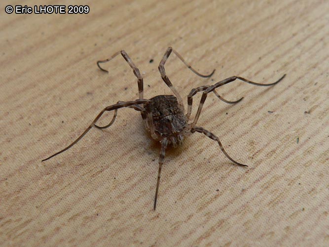 insectes-arthropodes-113.jpg