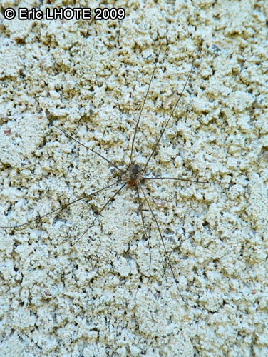 insectes-arthropodes-119.jpg