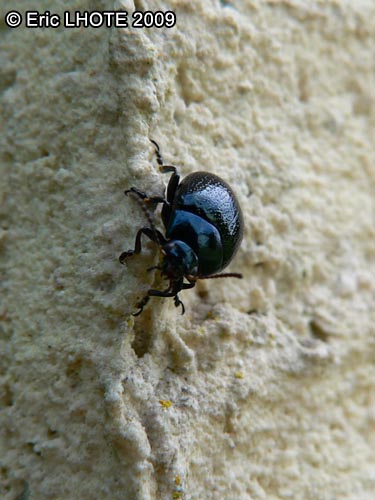 insectes-arthropodes-129.jpg