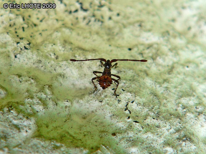 insectes-arthropodes-131.jpg