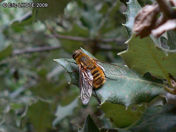 insectes-arthropodes-136.jpg