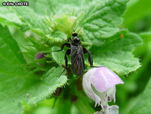 insectes-arthropodes-161.jpg
