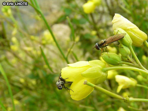 insectes-arthropodes-175.jpg