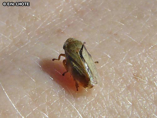 insectes-arthropodes-180.jpg