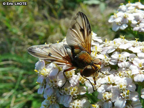 insectes-arthropodes-182.jpg