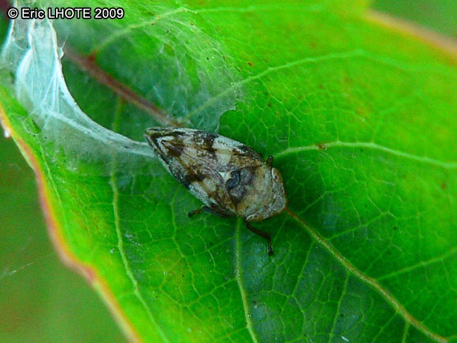 insectes-arthropodes-43.jpg
