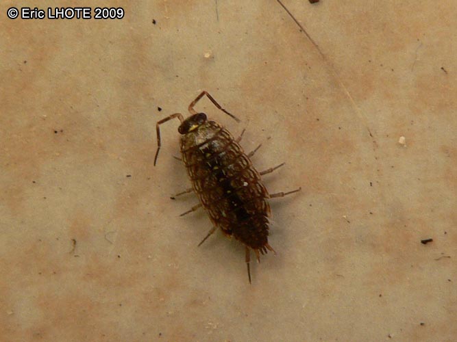 insectes-arthropodes-44.jpg