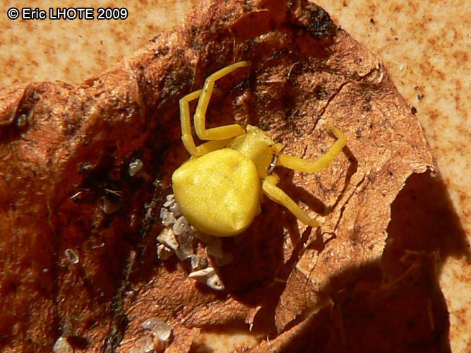 insectes-arthropodes-45.jpg