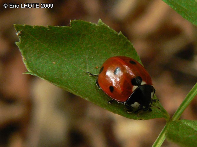 insectes-arthropodes-50.jpg