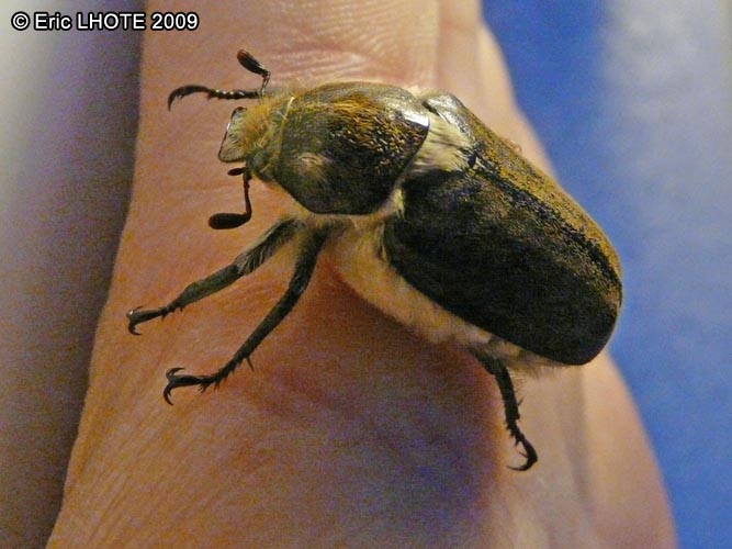 insectes-arthropodes-51.jpg