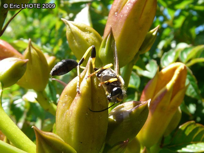 insectes-arthropodes-52.jpg