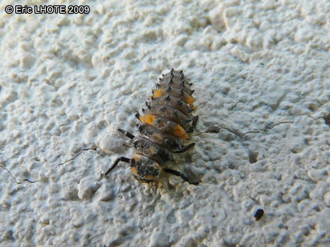 insectes-arthropodes-53.jpg