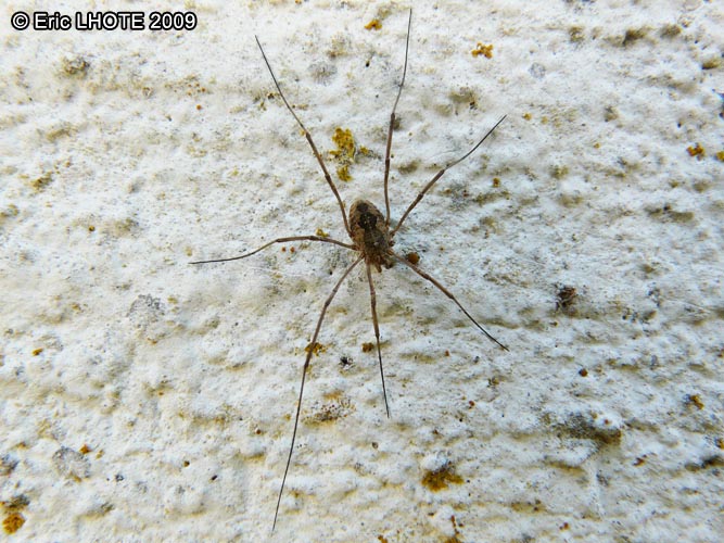 insectes-arthropodes-55.jpg