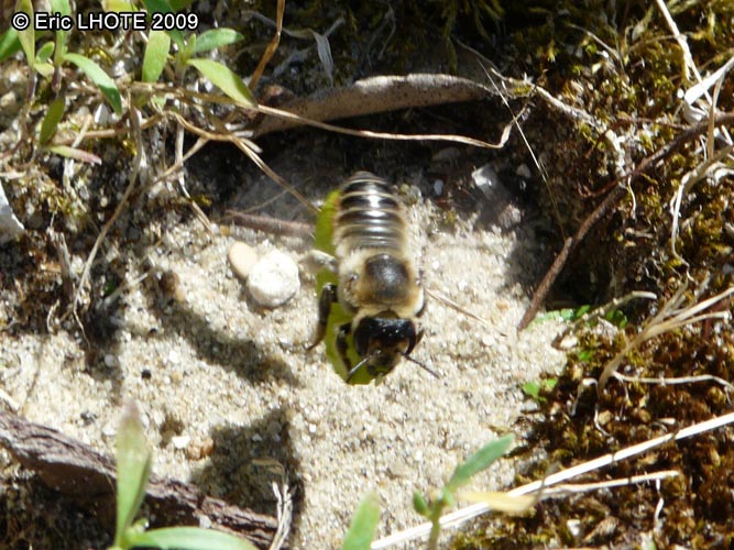 insectes-arthropodes-57.jpg