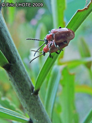 insectes-arthropodes-59.jpg